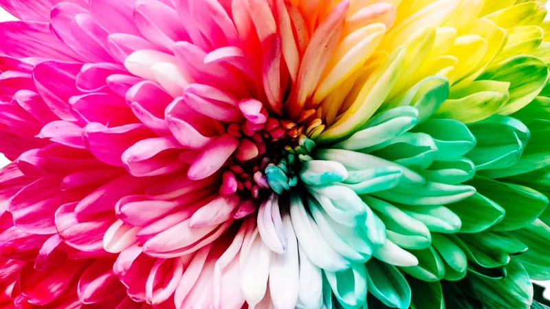 Flower with multi-color pedals depicting a color wheel.